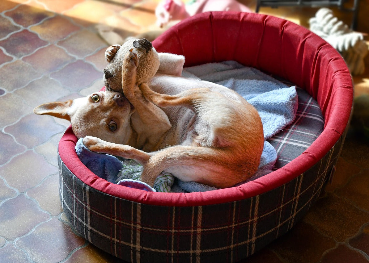 Dog playing with a toy in a plaid pet bed on a tiled floor